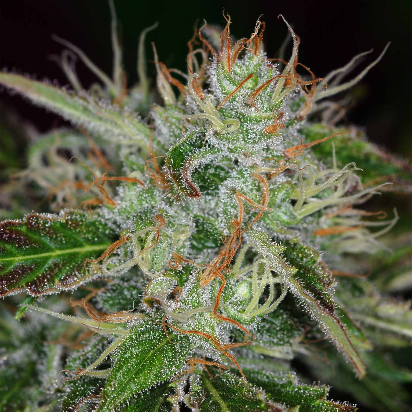 Chernobyl: strain page photo, credit seedfinder.eu, copyright status shown with credit copyright unverified
