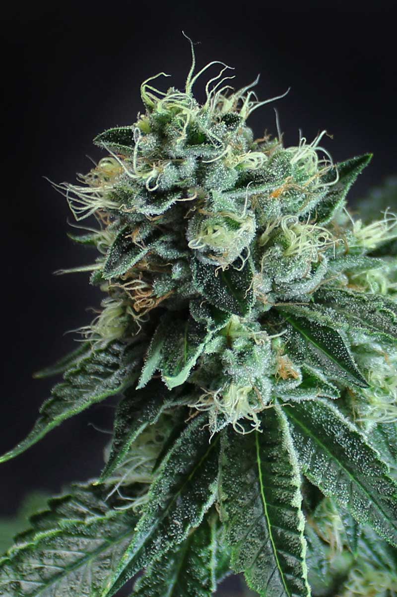 Jesus OG: strain page photo, credit seedfinder.eu, copyright status shown with credit copyright unverified