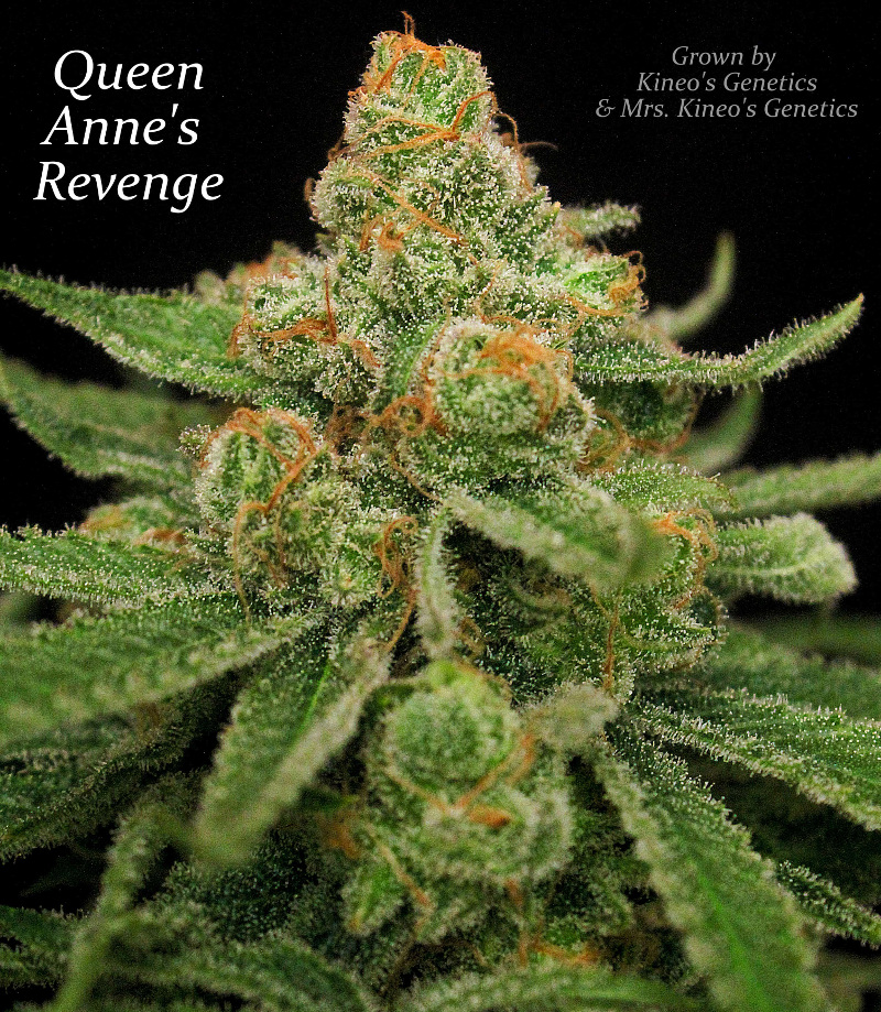 queen anne's revenge tobacco Queen Anne's Revenge (SubCool's The Dank) :: Cannabis Strain Info ::  SeedFinder.eu