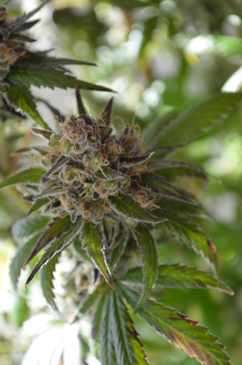 Space Candy (SubCool's The Dank) :: Cannabis Strain Info