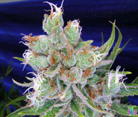Space Queen: strain page photo, credit seedfinder.eu, copyright status shown with credit copyright unverified