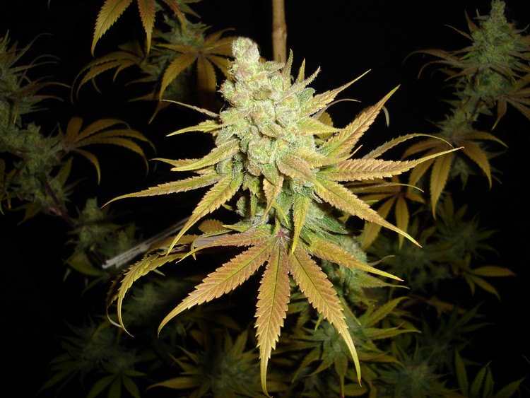 Spacedawg (SubCool's The Dank) :: Cannabis Strain Info