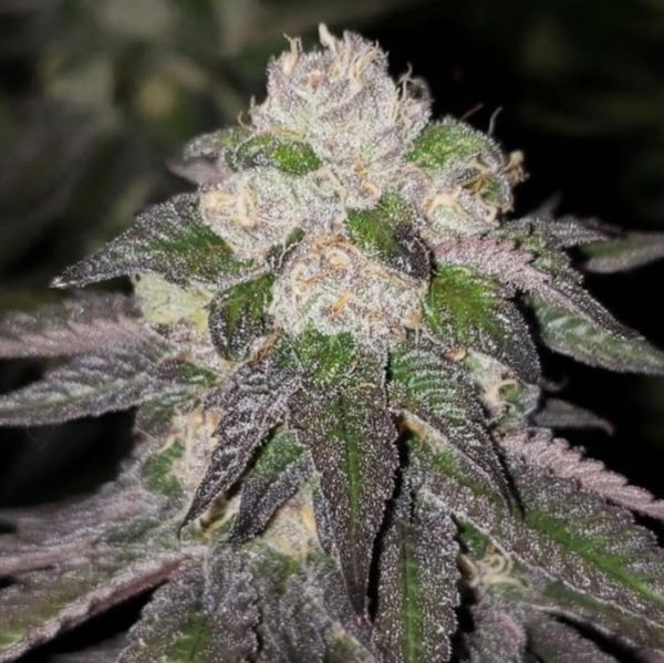 Purple Heart: strain page photo, credit seedfinder.eu, copyright status shown with credit copyright unverified
