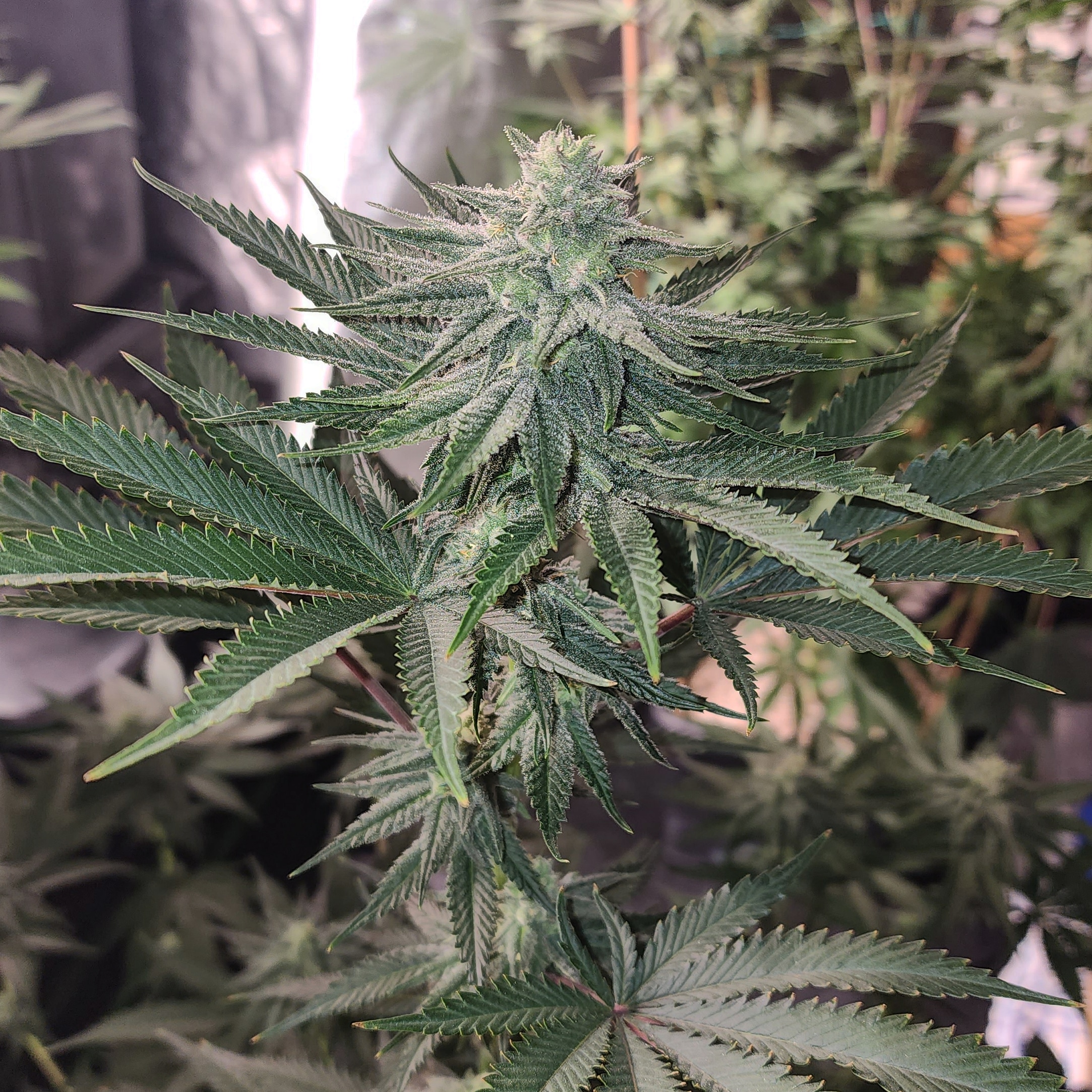 A Plant Named Slickback archive 0