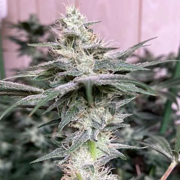 Joesy’s Last Dream