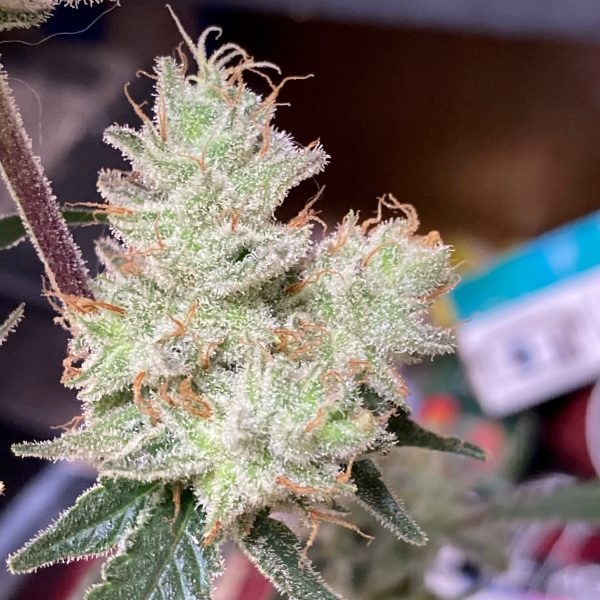 Sunshine Hashplant (Sunshine Dream Genetics) :: Cannabis Strain Info ::  SeedFinder.eu