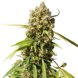 Auto Elephant archive 0