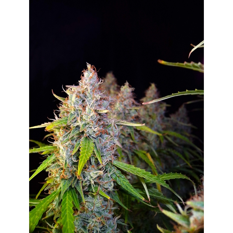 Auto Purple OG Punch