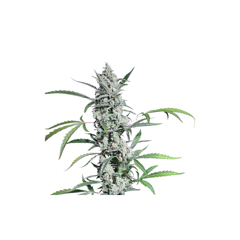 Fat Pete's Cookies Auto