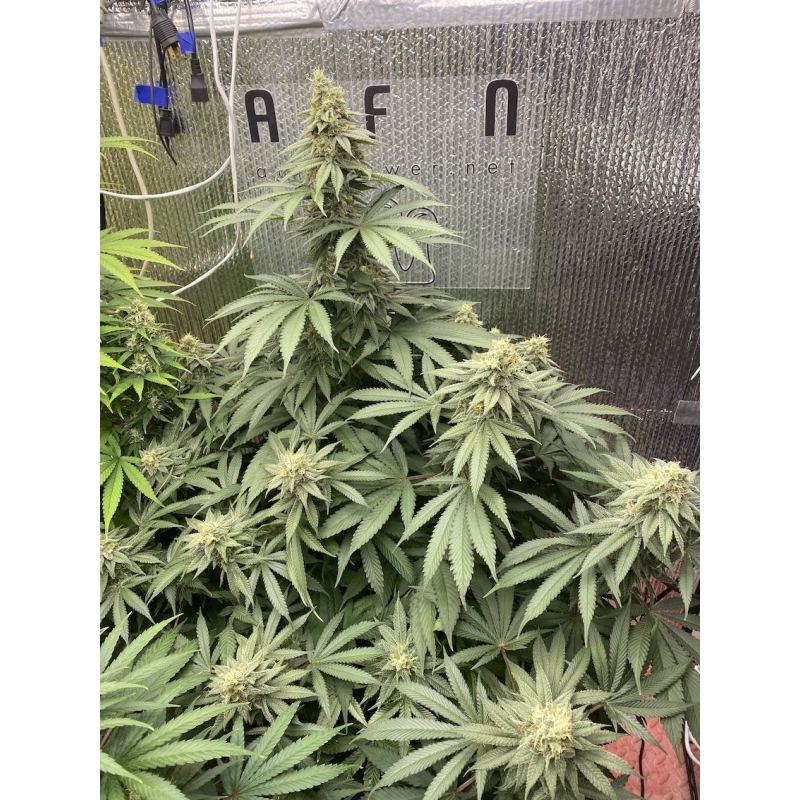 Karel's Cookies archive 0