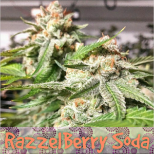 Razzleberry Soda archive 0