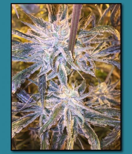 Seattle Soda flowering cannabis, as labeled by the cited photo source