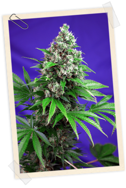 Killer Kush F1 Fast Version