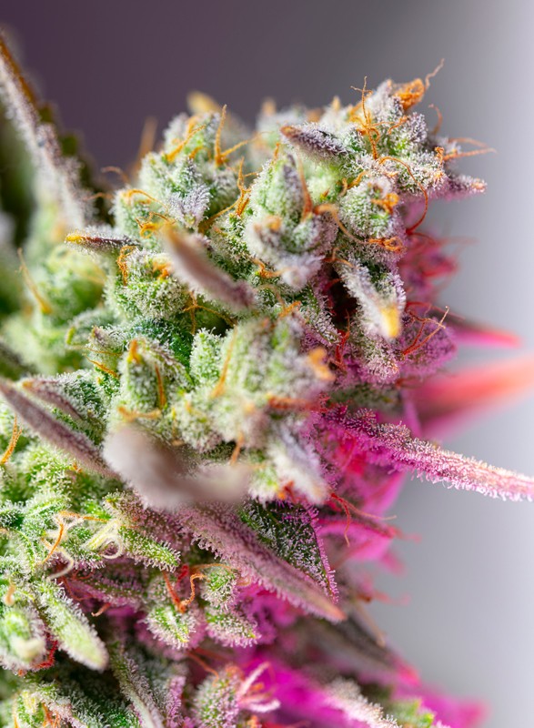 Sweet Mimosa XL Auto flowering cannabis, as labeled by the cited photo source