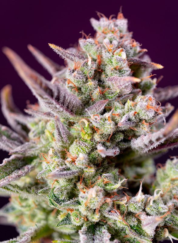 Sweet Zenzation XL Auto (Sweet Seeds) :: Cannabis Strain Info