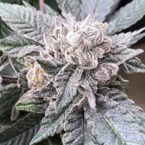 Cara Cara flowering cannabis, as labeled by the cited photo source