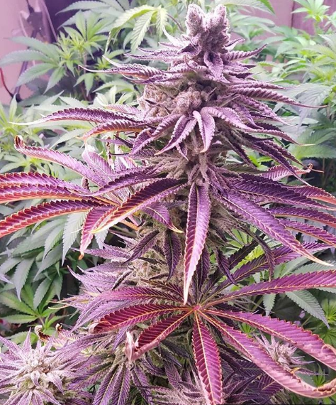 Mimosa (Symbiotic Genetics) :: Cannabis Strain Info :: SeedFinder.eu