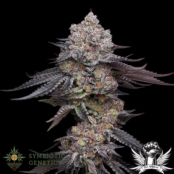 Wedding Crasher: strain page photo, credit seedfinder.eu, copyright status shown with credit copyright unverified