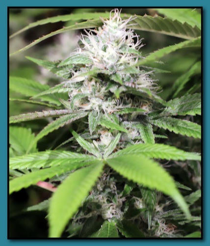 Candy Diesel flowering cannabis, as labeled by the cited photo source