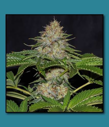 Dawgwalker flowering cannabis, as labeled by the cited photo source