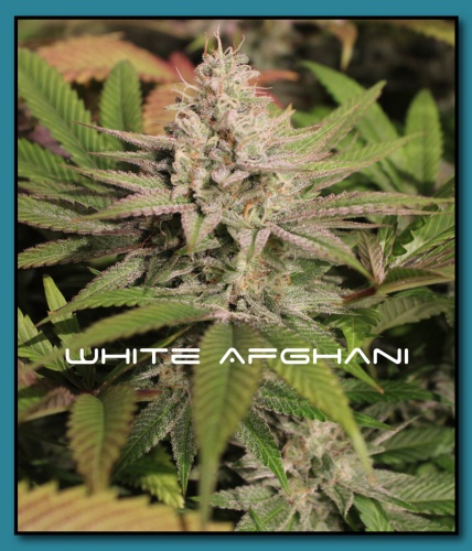White Afghani