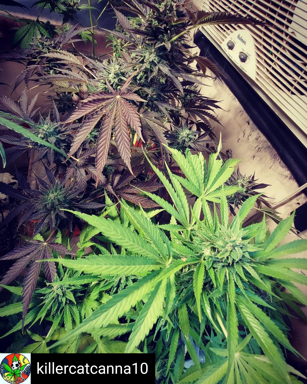 Hawaiian Zombie Duck archive 0