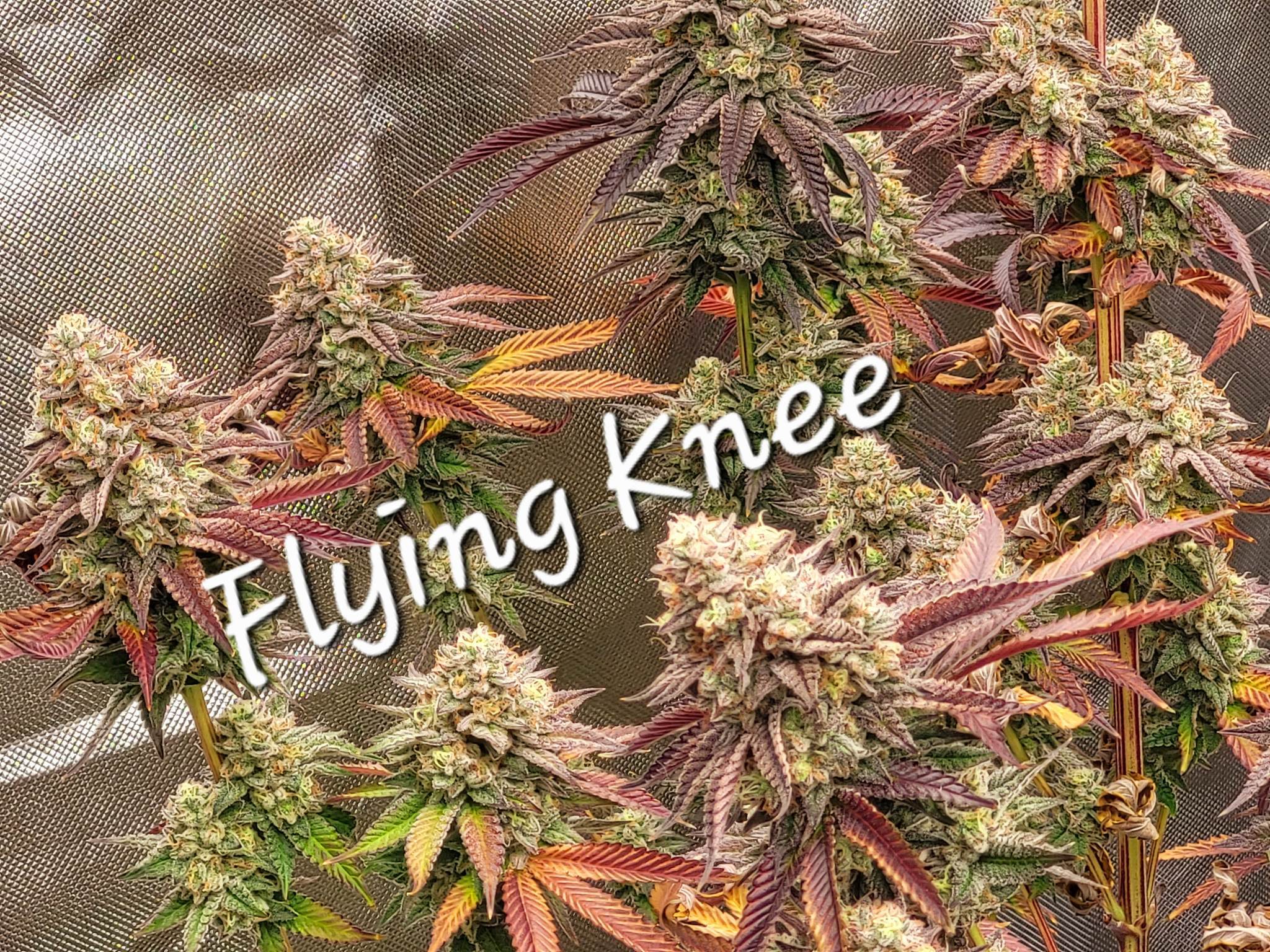 Flying Knee archive 0