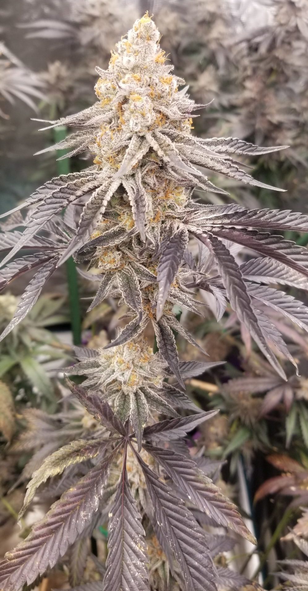 Platinum OG Punch Breath (Tarantula Genetics) :: Cannabis Strain Info ::  SeedFinder.eu