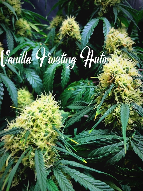 Vanilla Frosting Auto