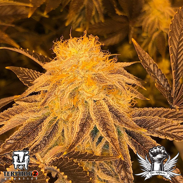 z3 flowering cannabis, as labeled by the cited photo source