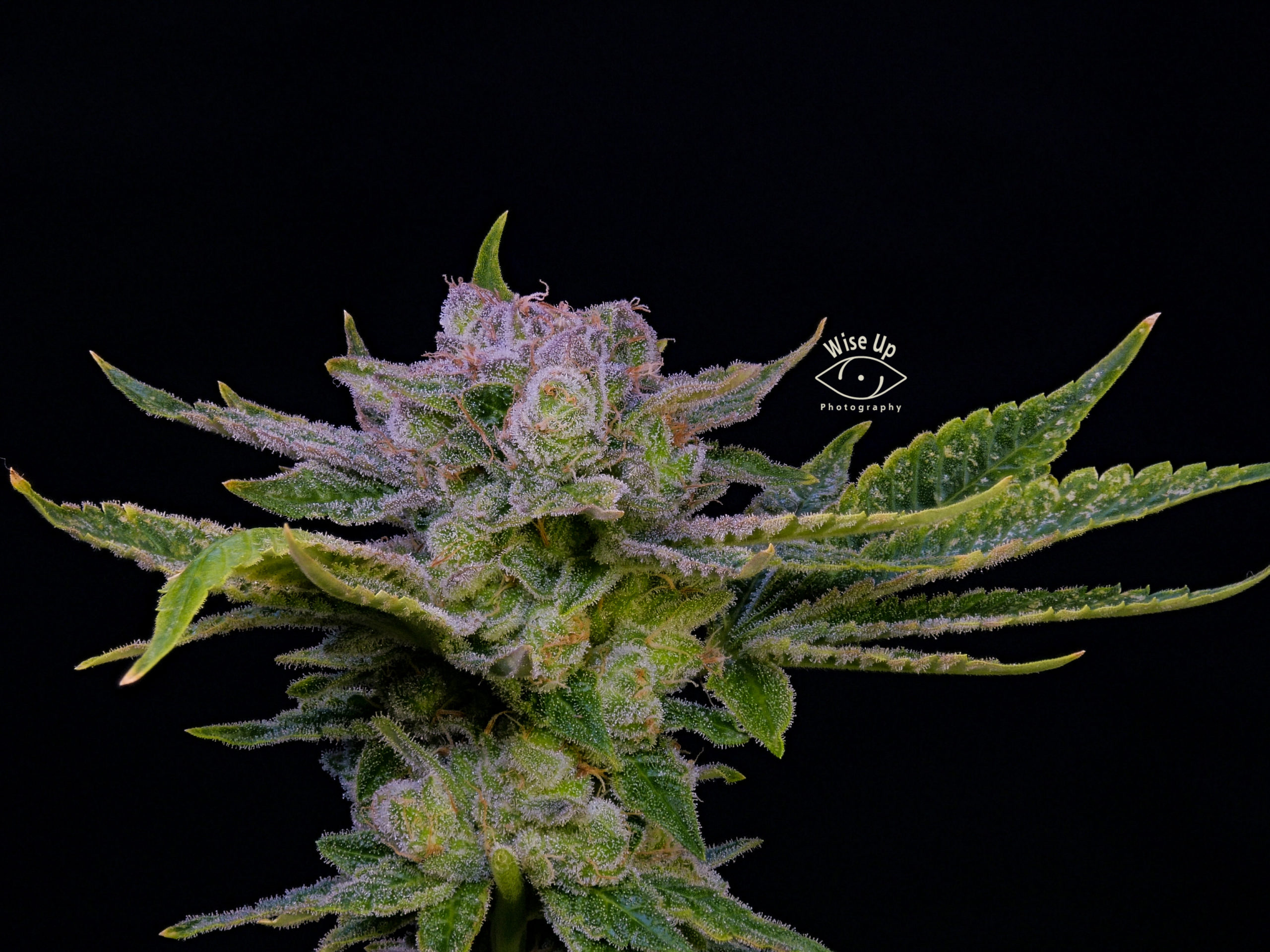 Platinium Hurkle Afghan Kush