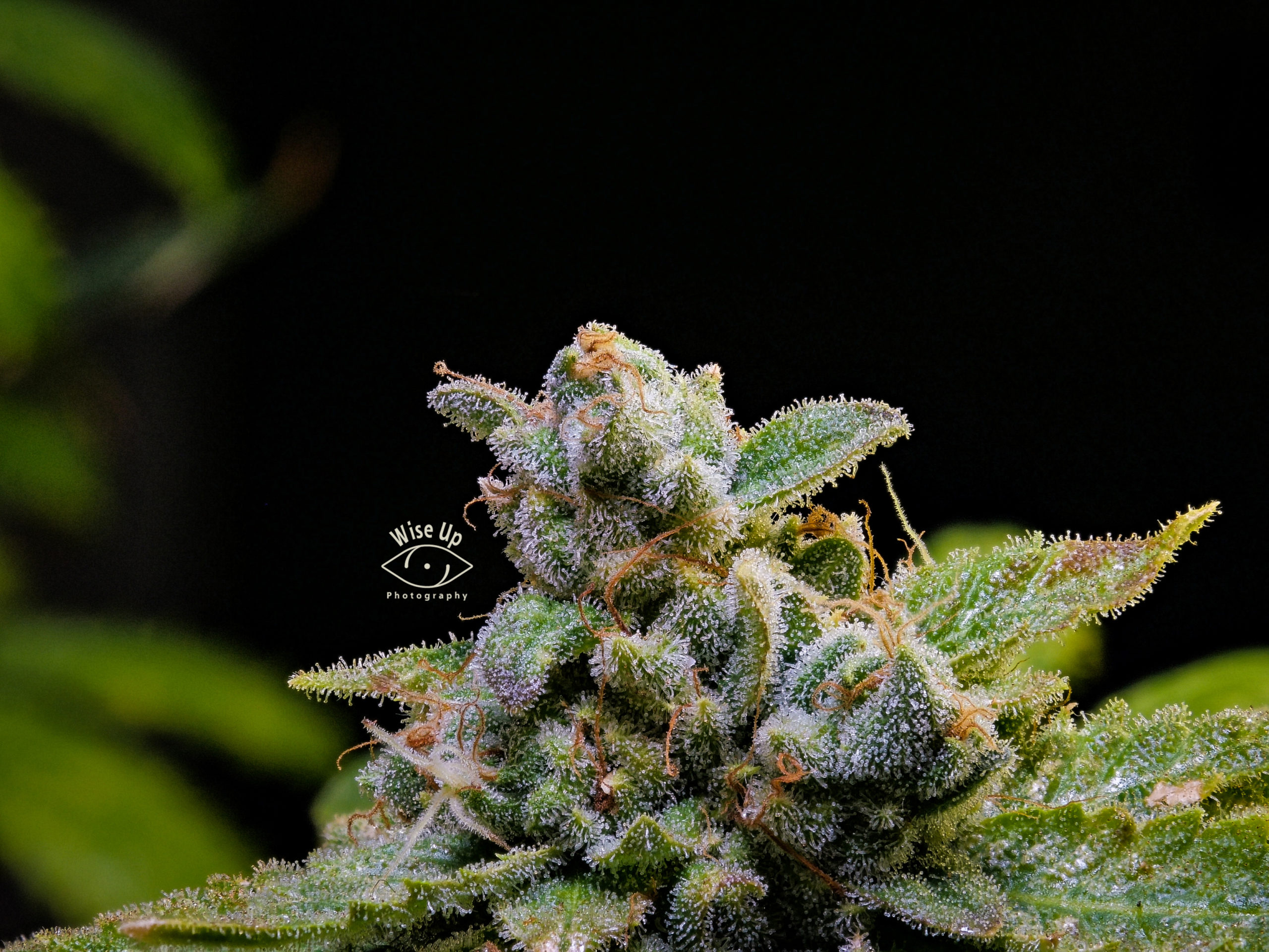 Headstash Applepie archive 0