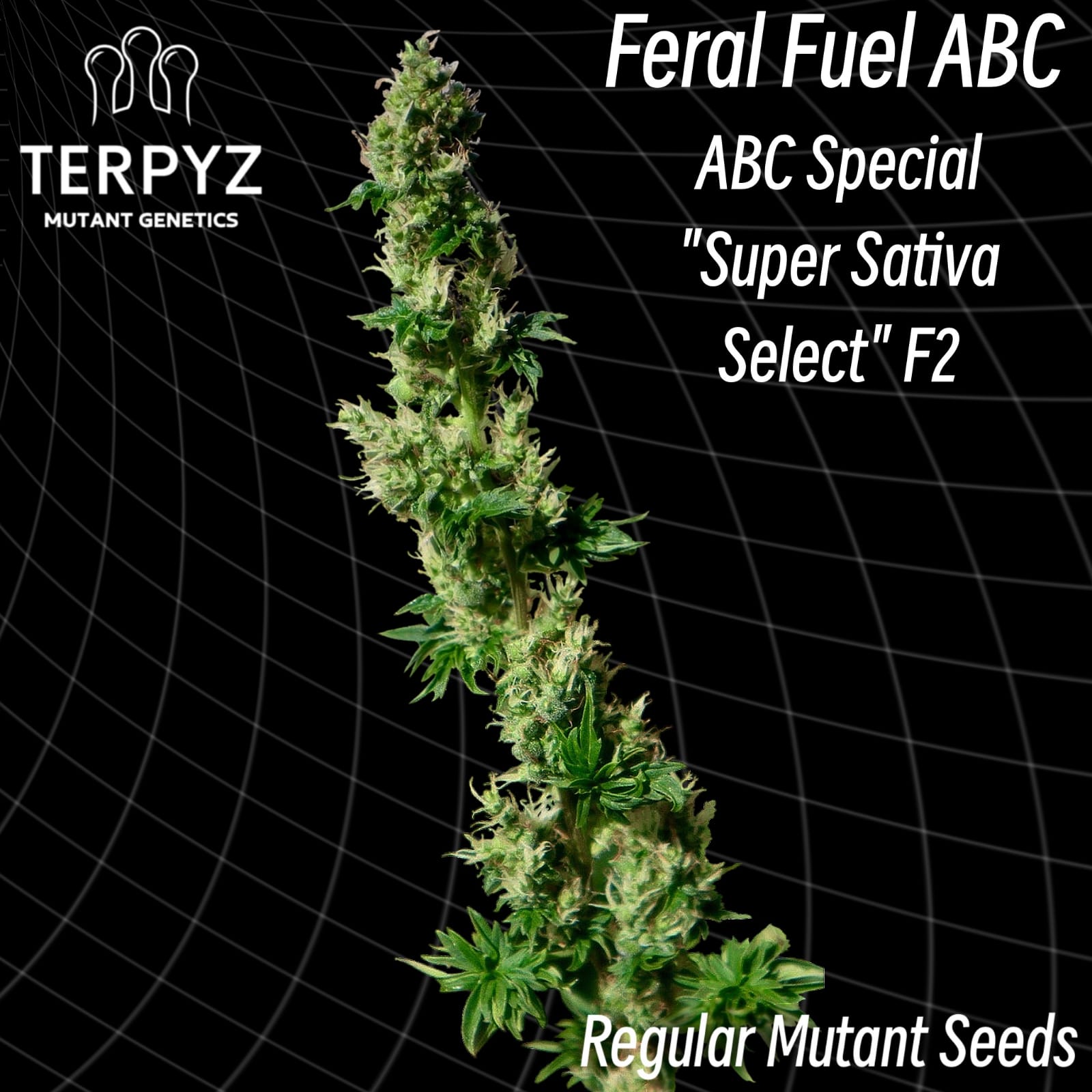 Feral Fuel ABC