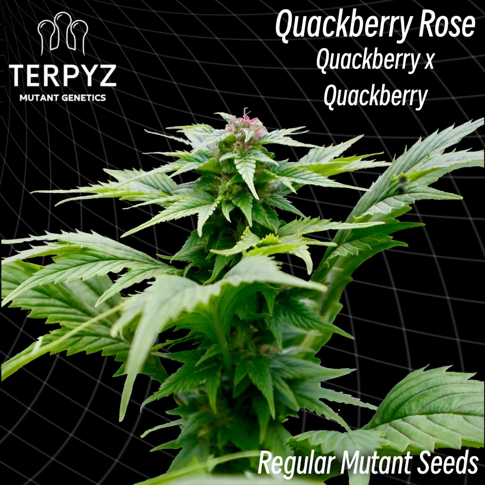 Quackberry Rose