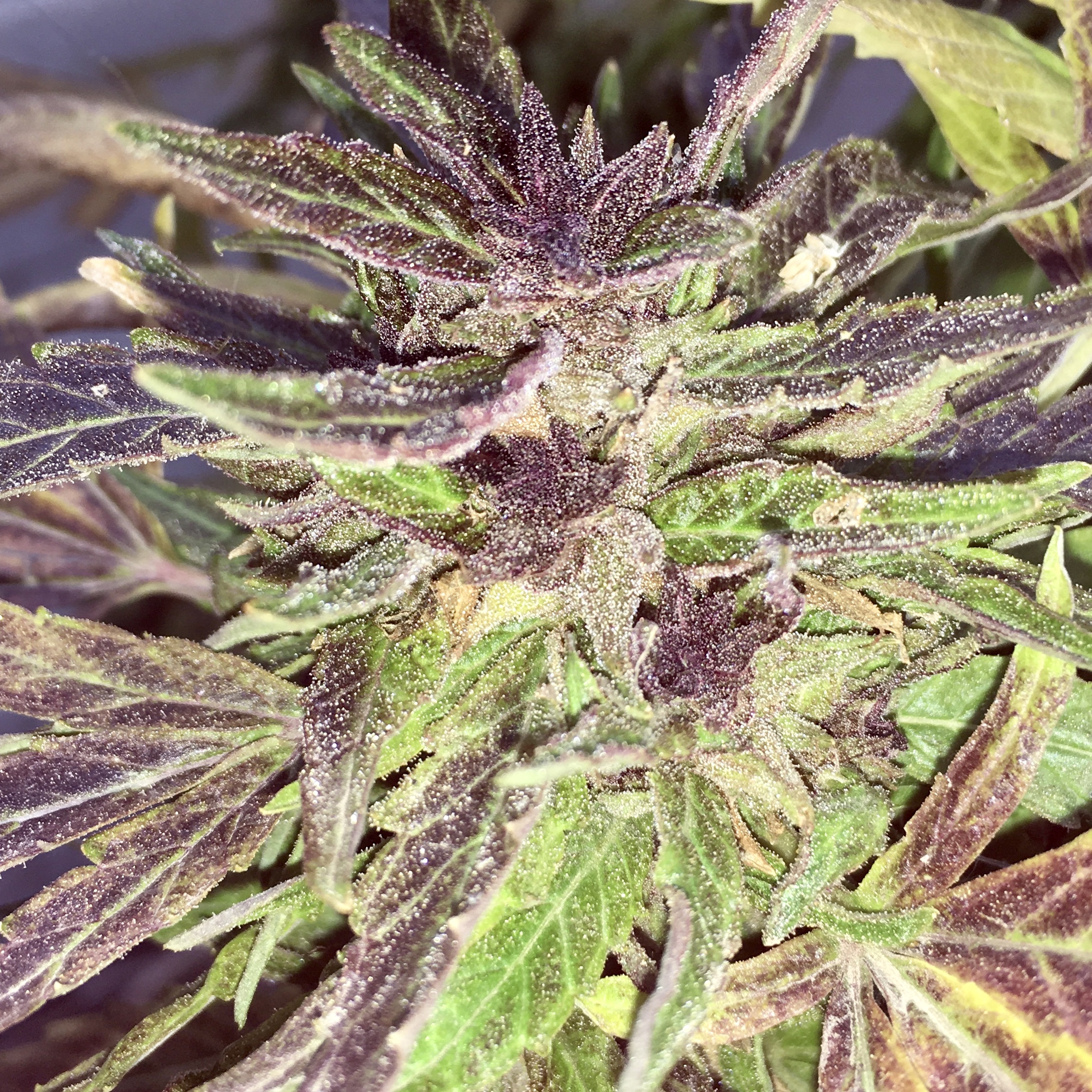 Red Hot Pussy Liquorz