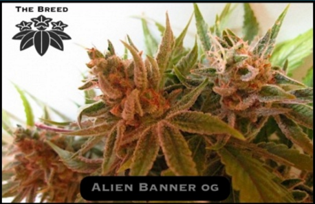 Alien Banner OG