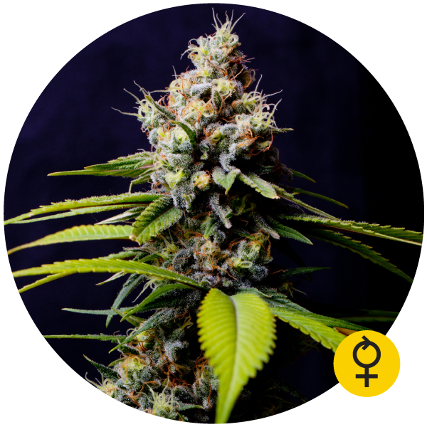 Auto Blueberry 420 archive 0