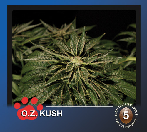O.Z. Kush