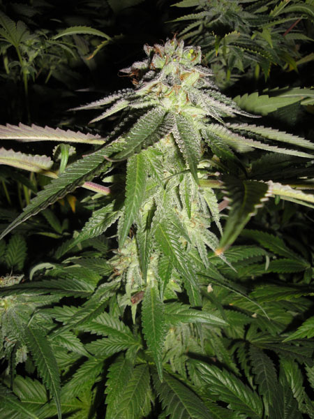 Corleone Kush flowering cannabis, as labeled by the cited photo source