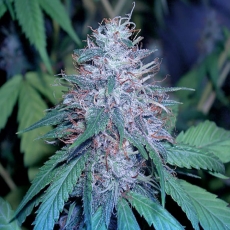 Grape Kush: strain page photo, credit seedfinder.eu, copyright status shown with credit copyright unverified
