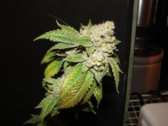 Larry OG Kush Fem archive 0
