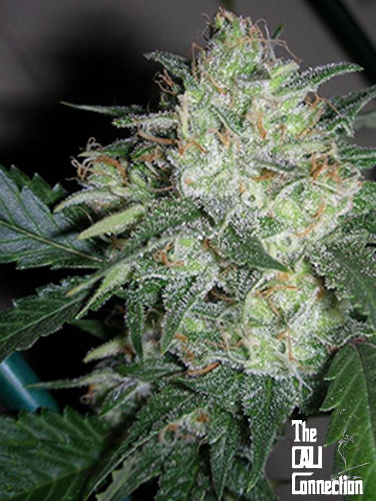 Ogiesel Fem archive 0