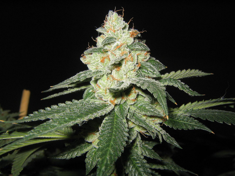 Raskal's OG Kush archive 0