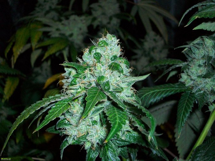 SFV OG Kush BX2 flowering cannabis, as labeled by the cited photo source