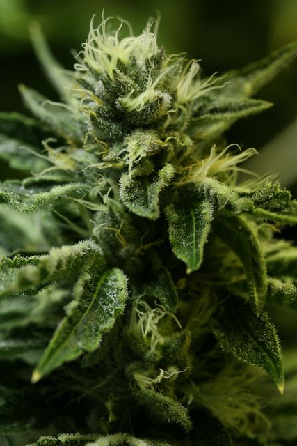 Kuchi flowering cannabis, as labeled by the cited photo source