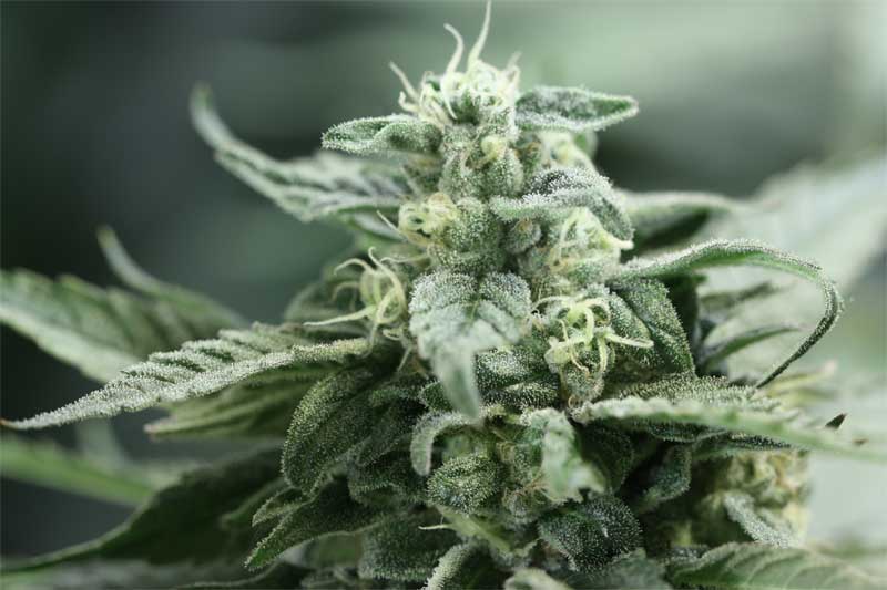 Shoreline: strain page photo, credit seedfinder.eu, copyright status shown with credit copyright unverified