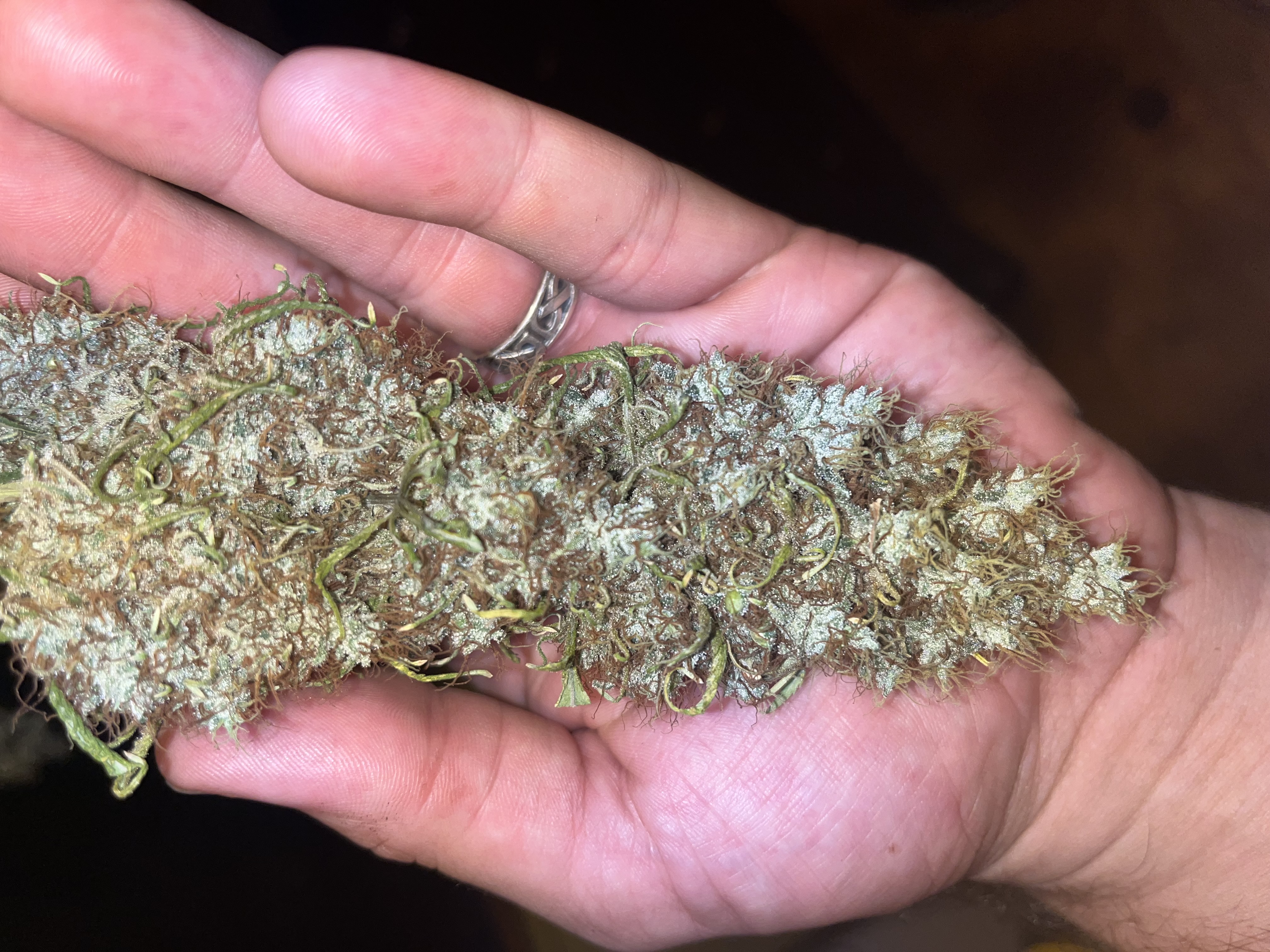 Hawaiian Skunk Berry archive 0