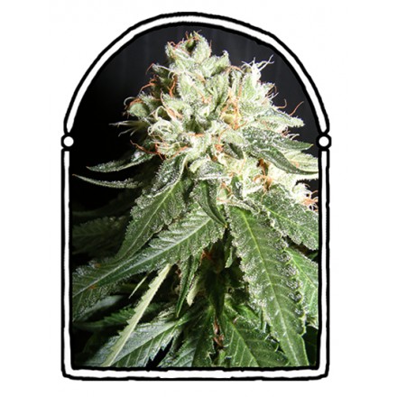 OG Cheese: strain page photo, credit seedfinder.eu, copyright status shown with credit copyright unverified