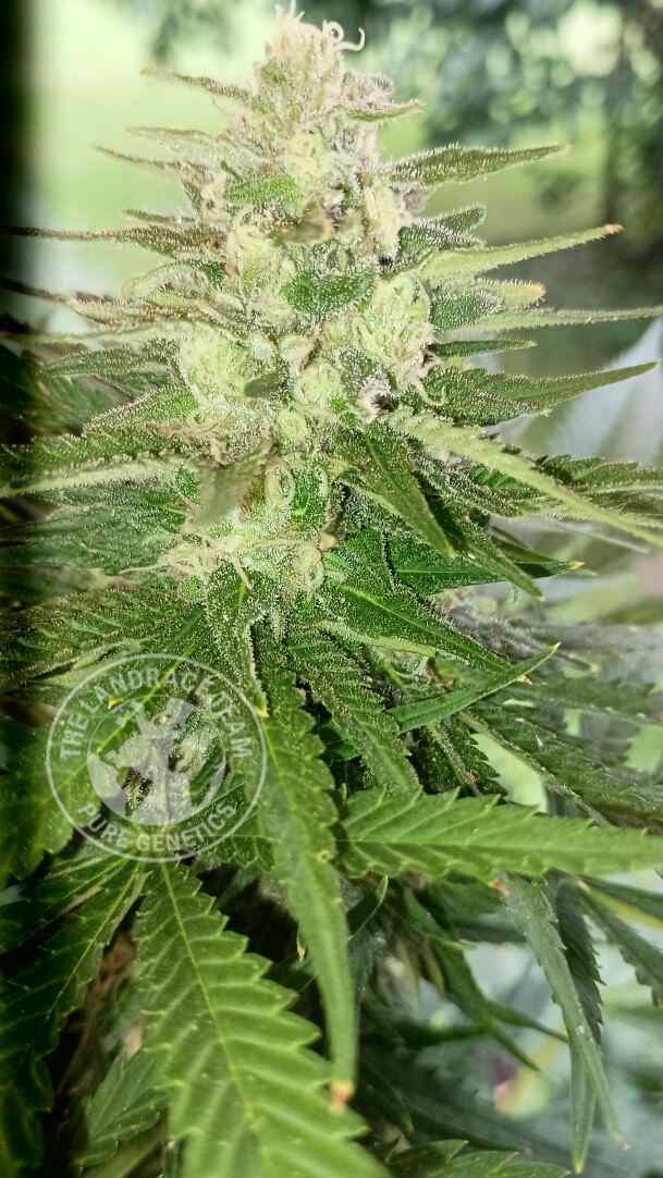 Farouk's Black Poison