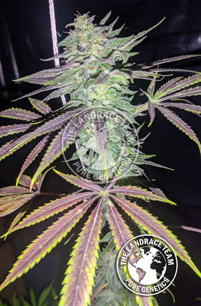 Maui Wowie: strain page photo, credit seedfinder.eu, copyright status shown with credit copyright unverified